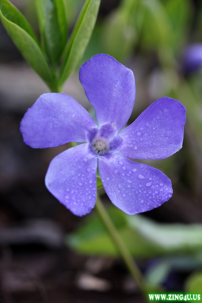 Tải hình nền 320x480